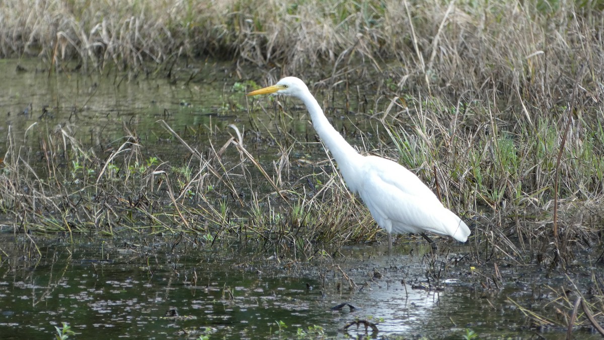 Plumed Egret - Morgan Pickering