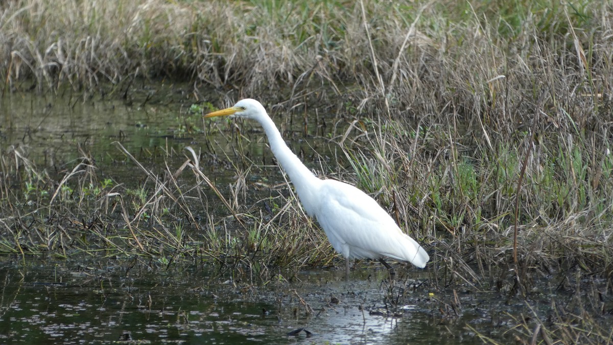 Plumed Egret - ML619464735