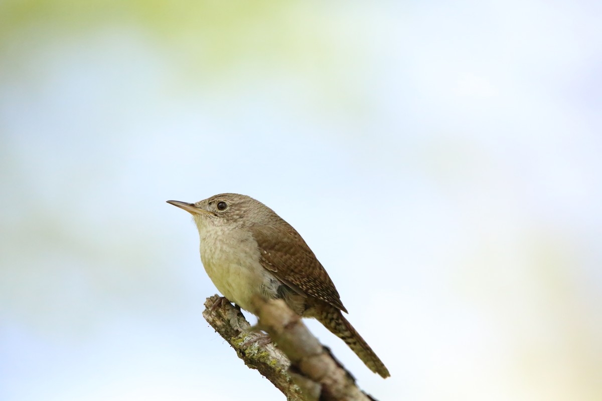 House Wren - Monica Lee