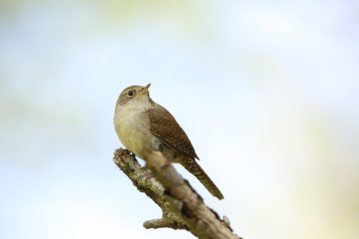 House Wren - Monica Lee