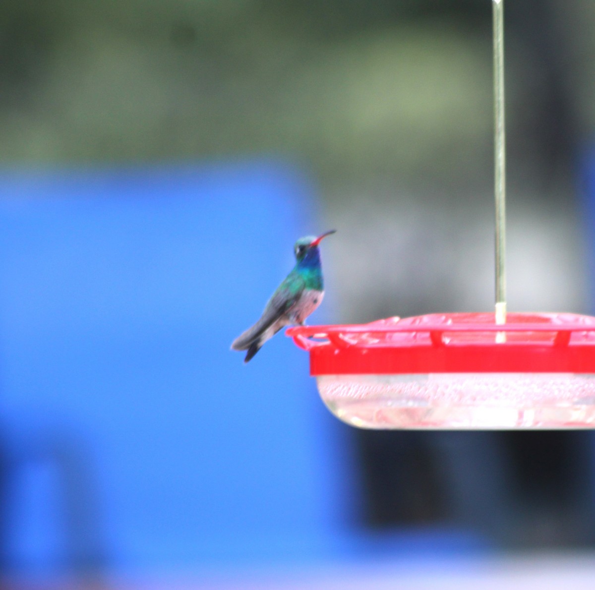 Broad-billed Hummingbird - Marsha Painter