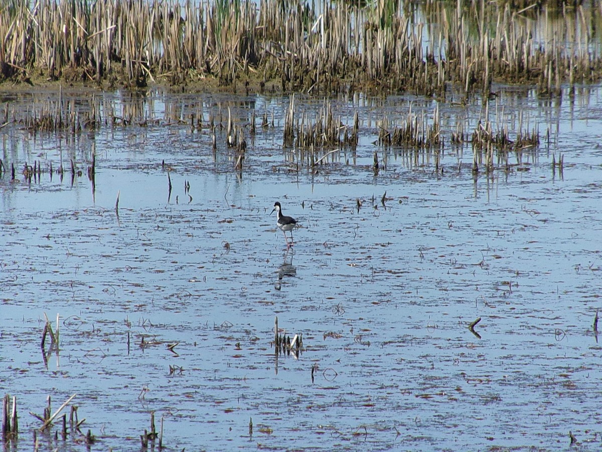 Black-necked Stilt - Connor Daugherty