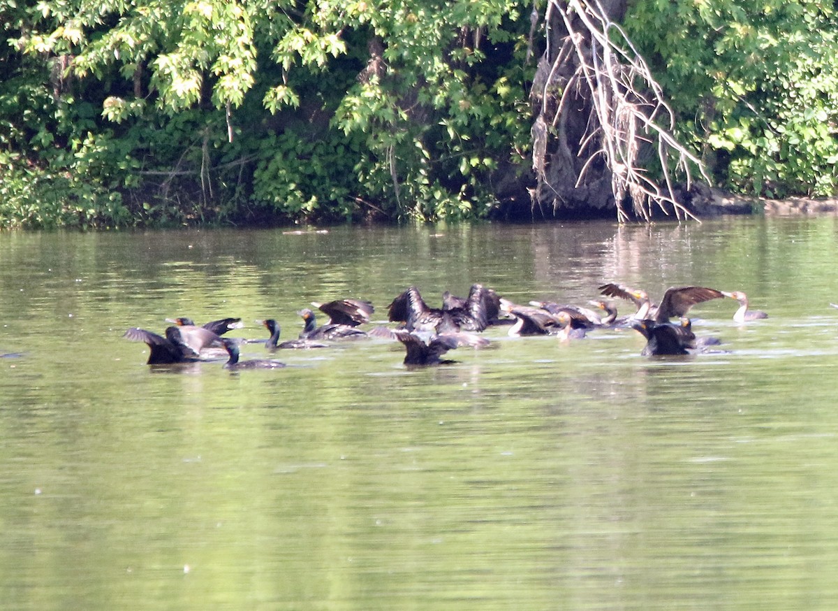 Cormoran à aigrettes - ML619464755