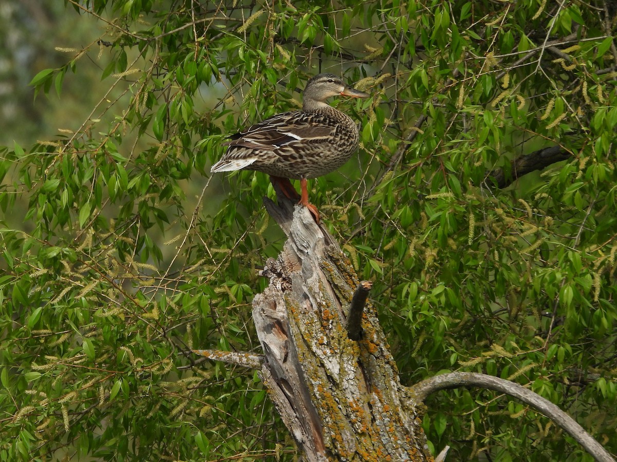 Mallard - Kevin Seymour