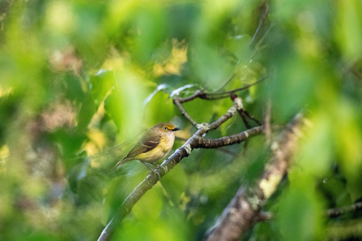 White-eyed Vireo - Cameron Johnson