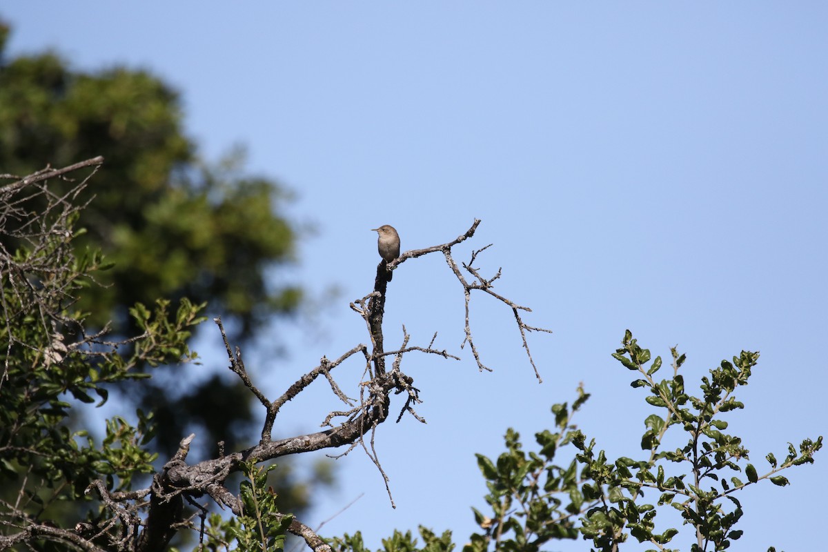 House Wren - Becky Turley