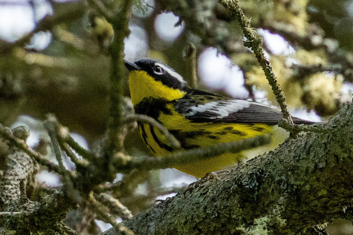 Magnolia Warbler - Sylvain Langlois