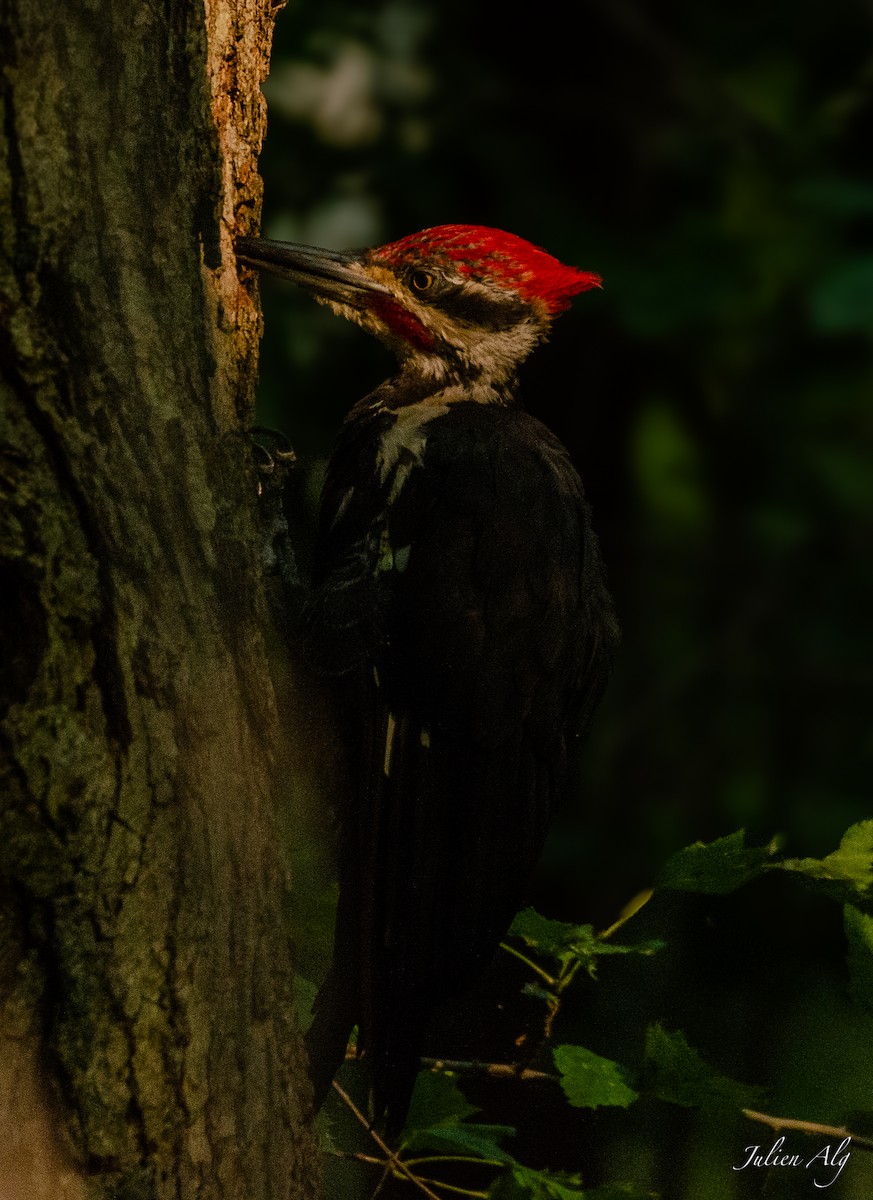 Pileated Woodpecker - Julien Allègre
