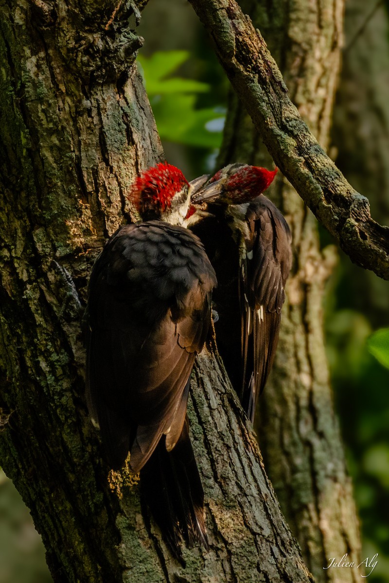 Pileated Woodpecker - Julien Allègre