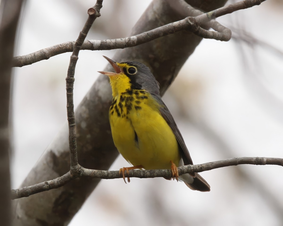 Canada Warbler - Ronnie Van Dommelen