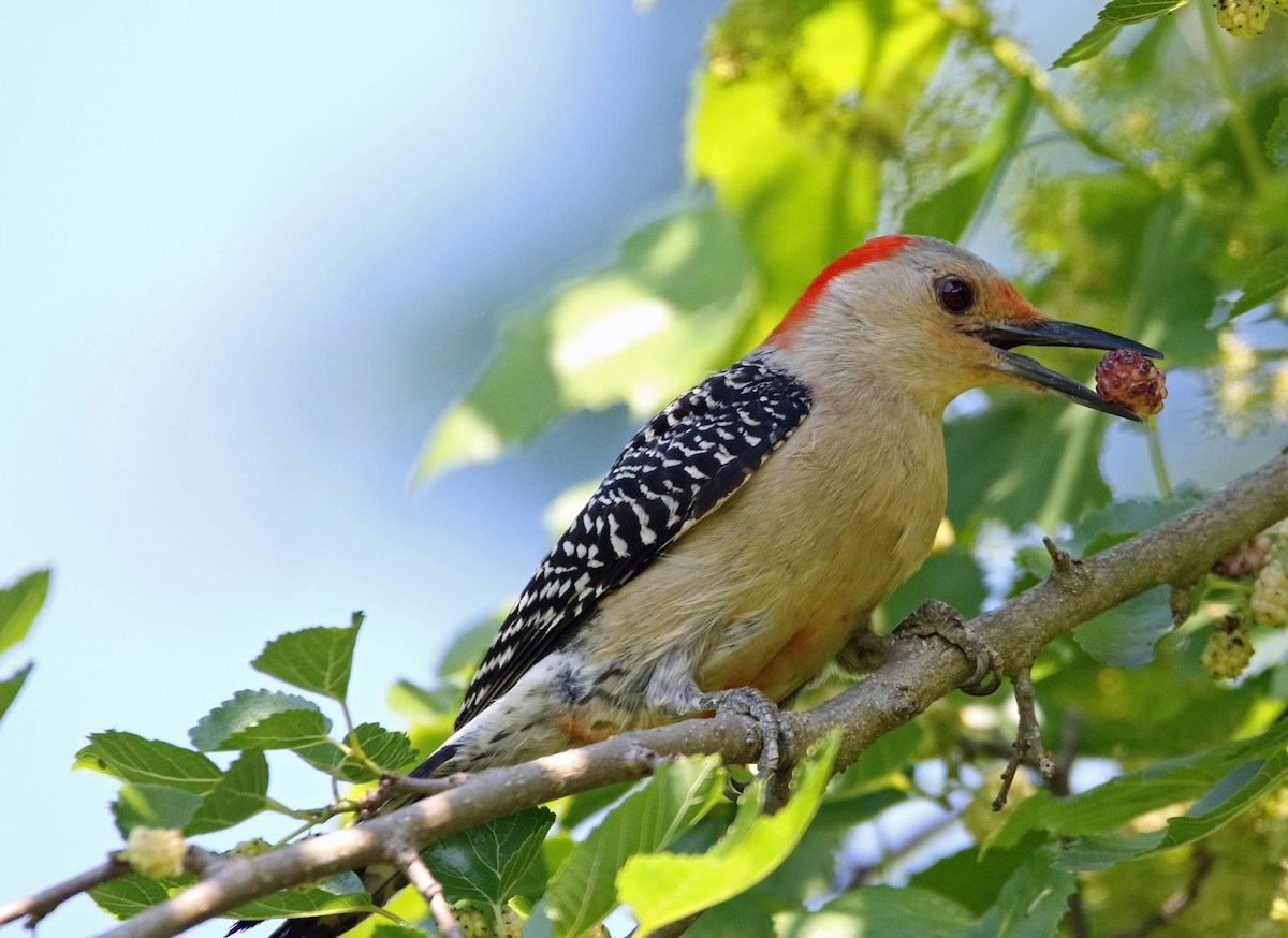 Red-bellied Woodpecker - William Parkin