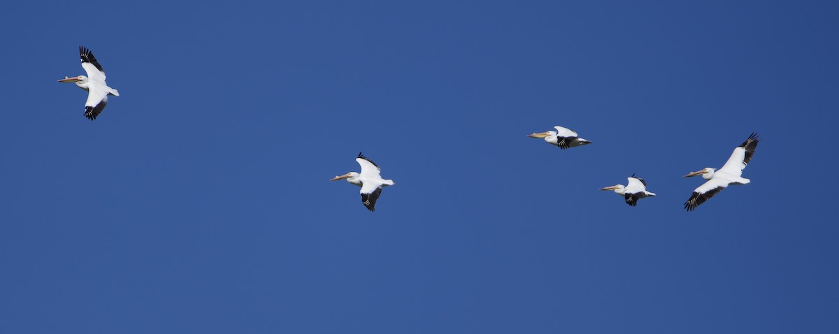 American White Pelican - Mike Sullivan