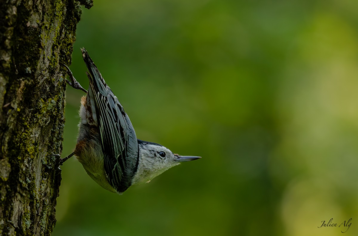 White-breasted Nuthatch - Julien Allègre