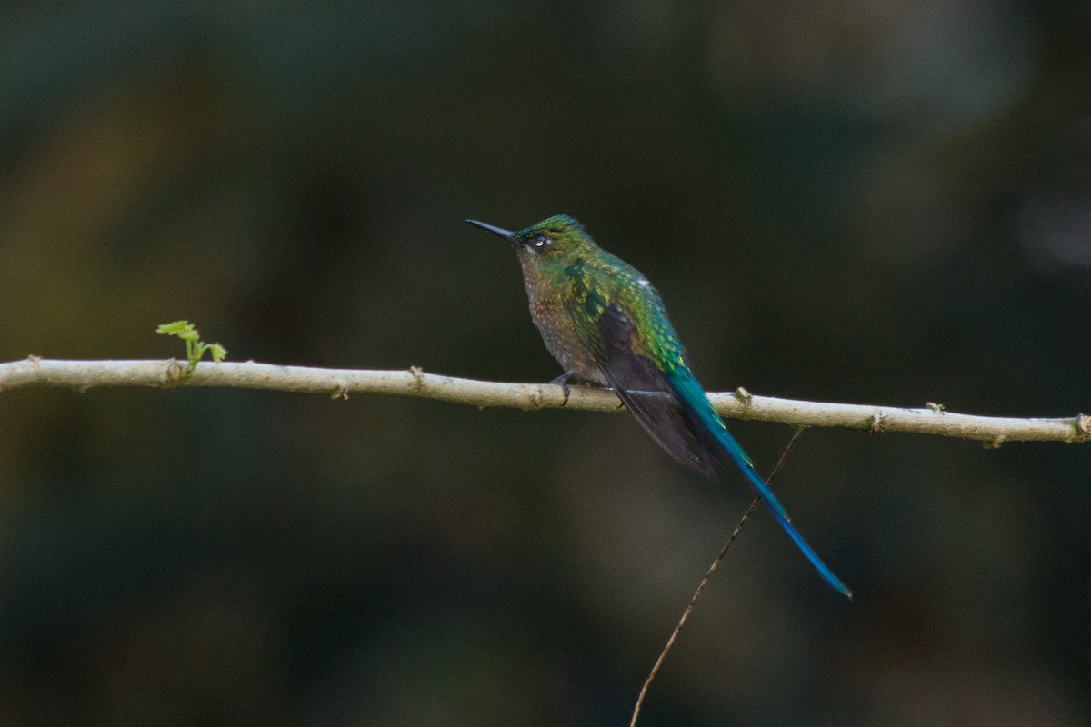 Long-tailed Sylph - Nancy Davis