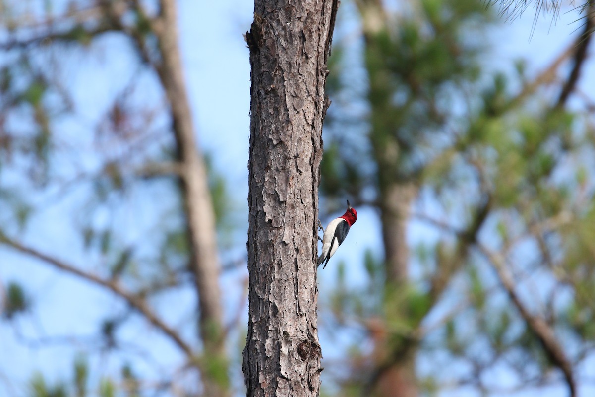 Red-headed Woodpecker - Andres Leon-Reyes