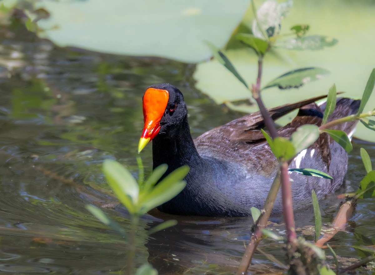 Common Gallinule - Daniel Griffith