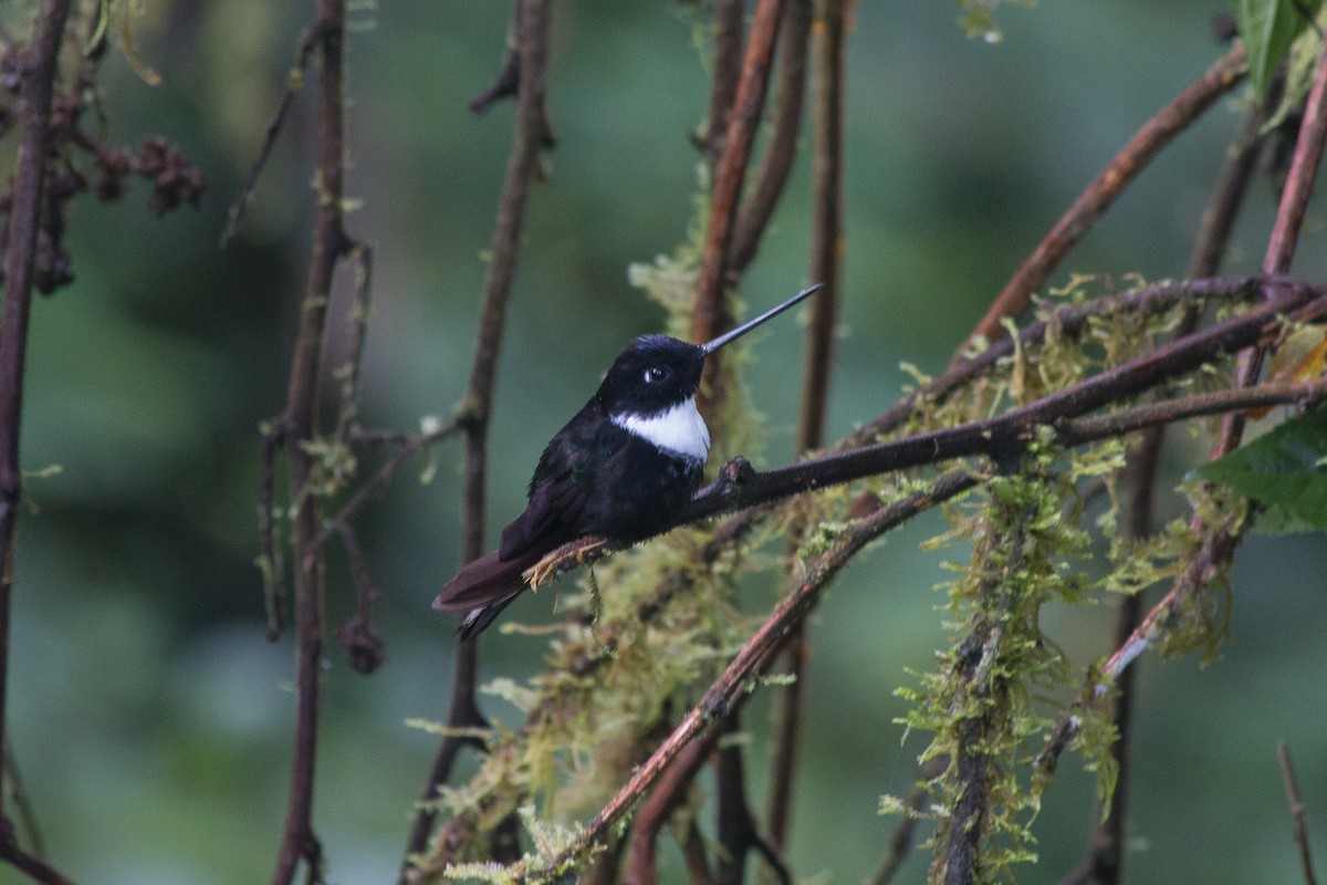 Collared Inca - Nancy Davis