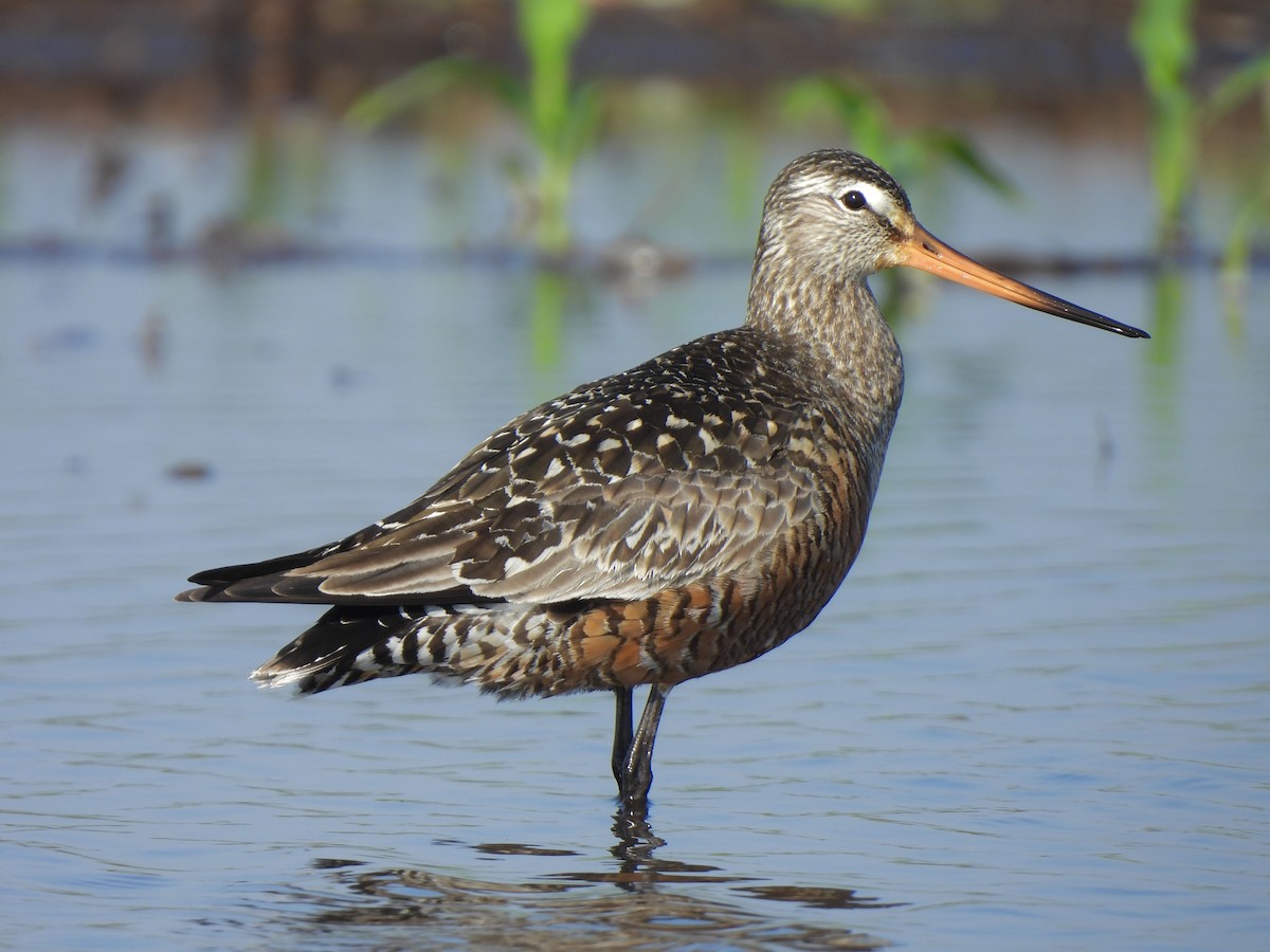 Hudsonian Godwit - Andrew Whetten