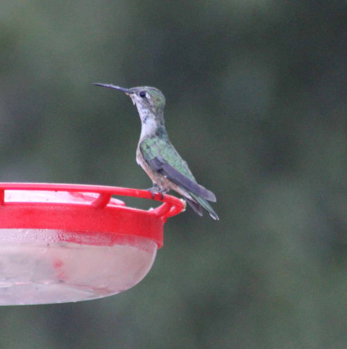 Broad-tailed Hummingbird - Marsha Painter