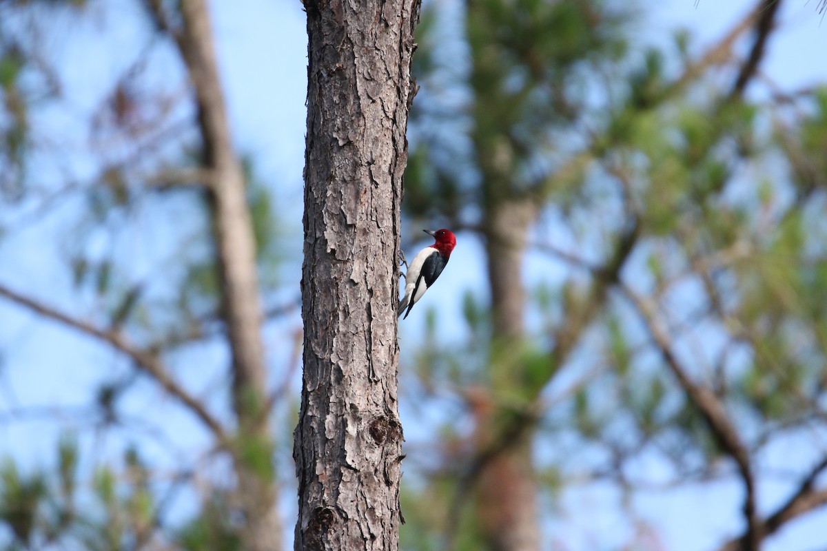 Red-headed Woodpecker - Andres Leon-Reyes