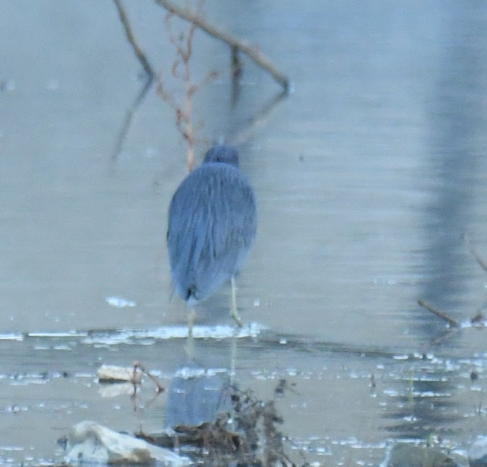 Little Blue Heron - Leonardo Guzmán (Kingfisher Birdwatching Nuevo León)