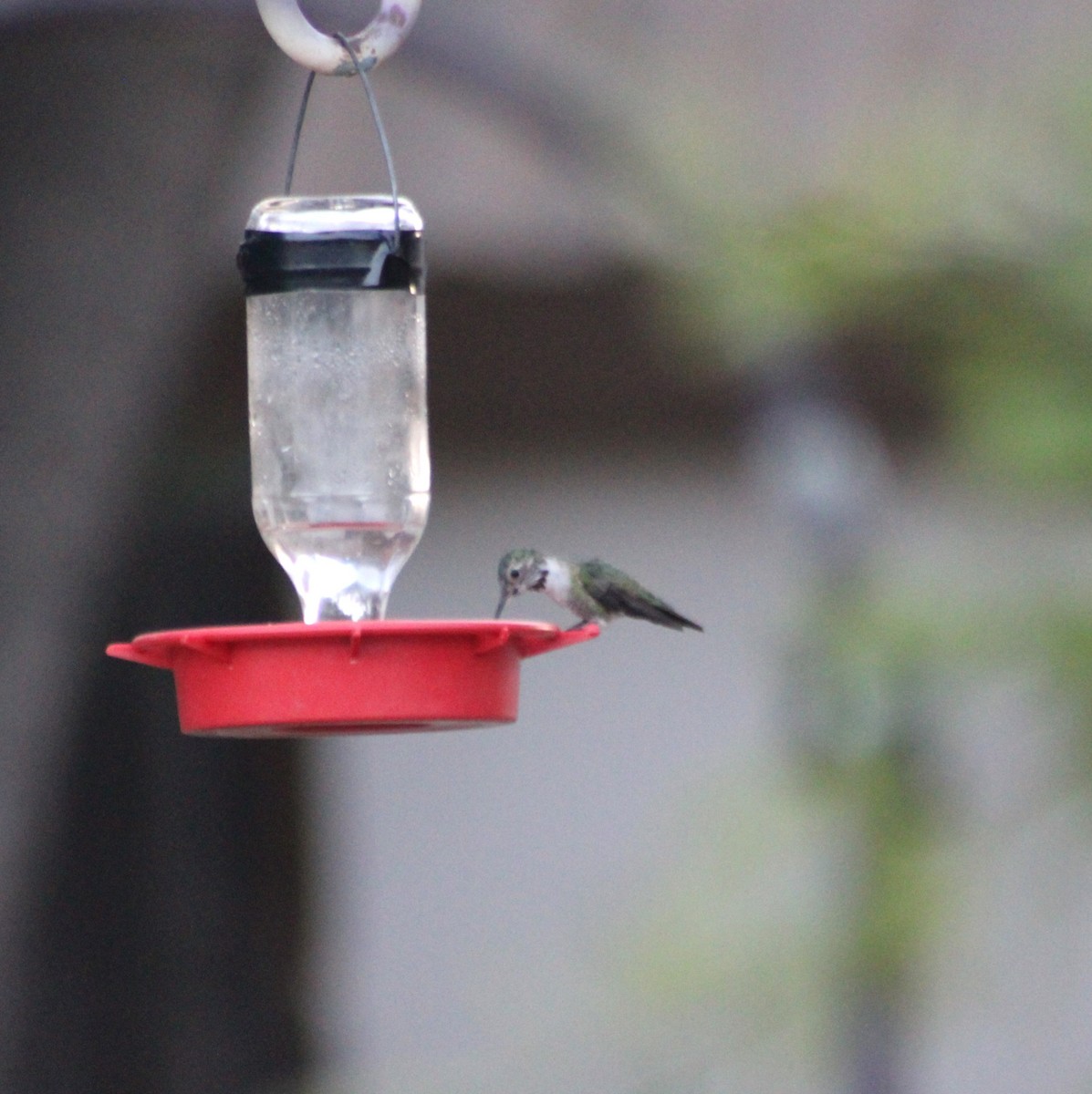 Broad-tailed Hummingbird - Marsha Painter