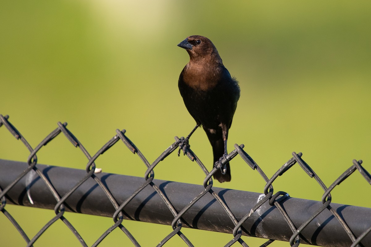 Brown-headed Cowbird - Cameron Johnson