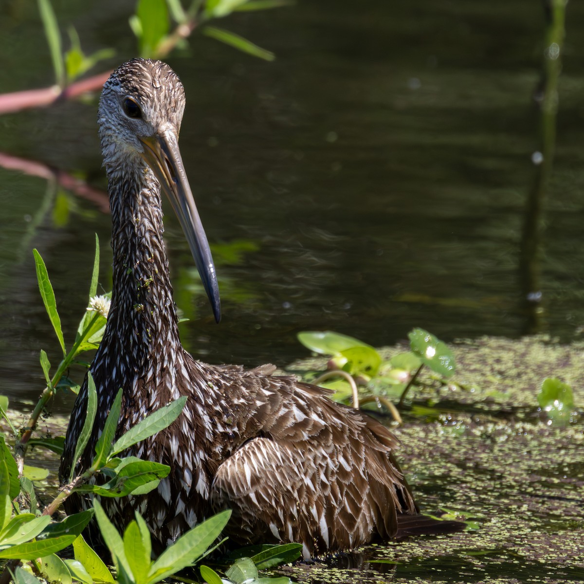 Limpkin - Daniel Griffith