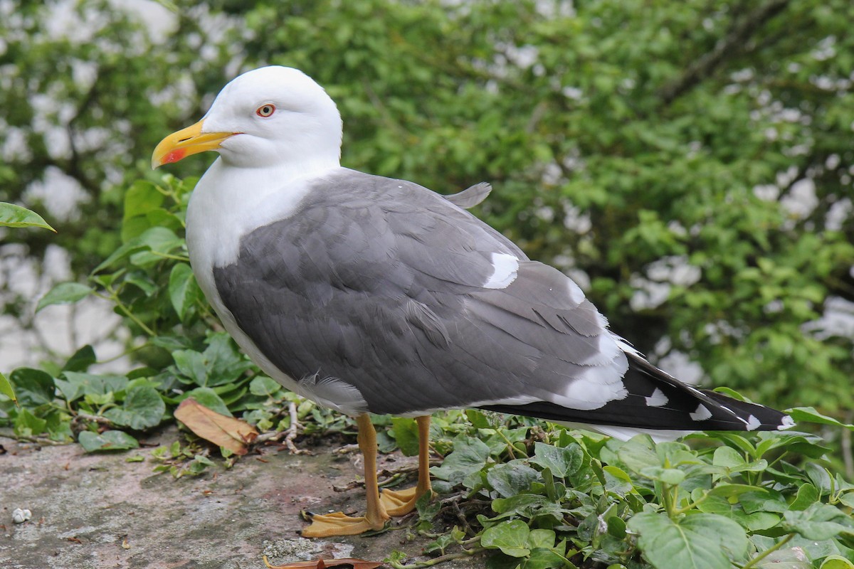 Lesser Black-backed Gull - dan davis