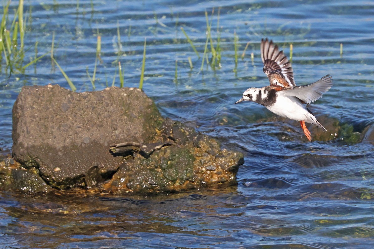 Ruddy Turnstone - Corey Finger