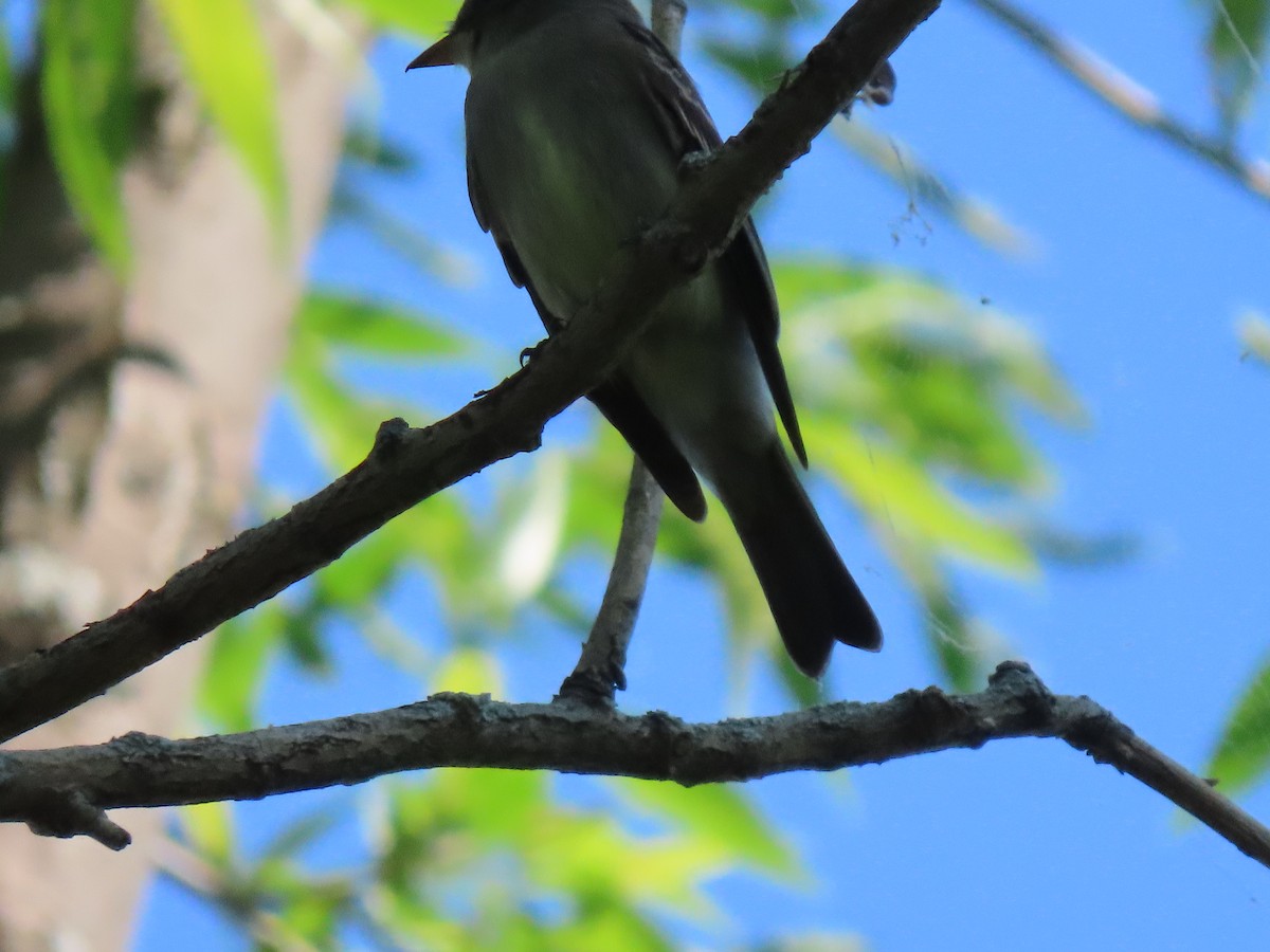 Olive-sided Flycatcher - Ann McMican