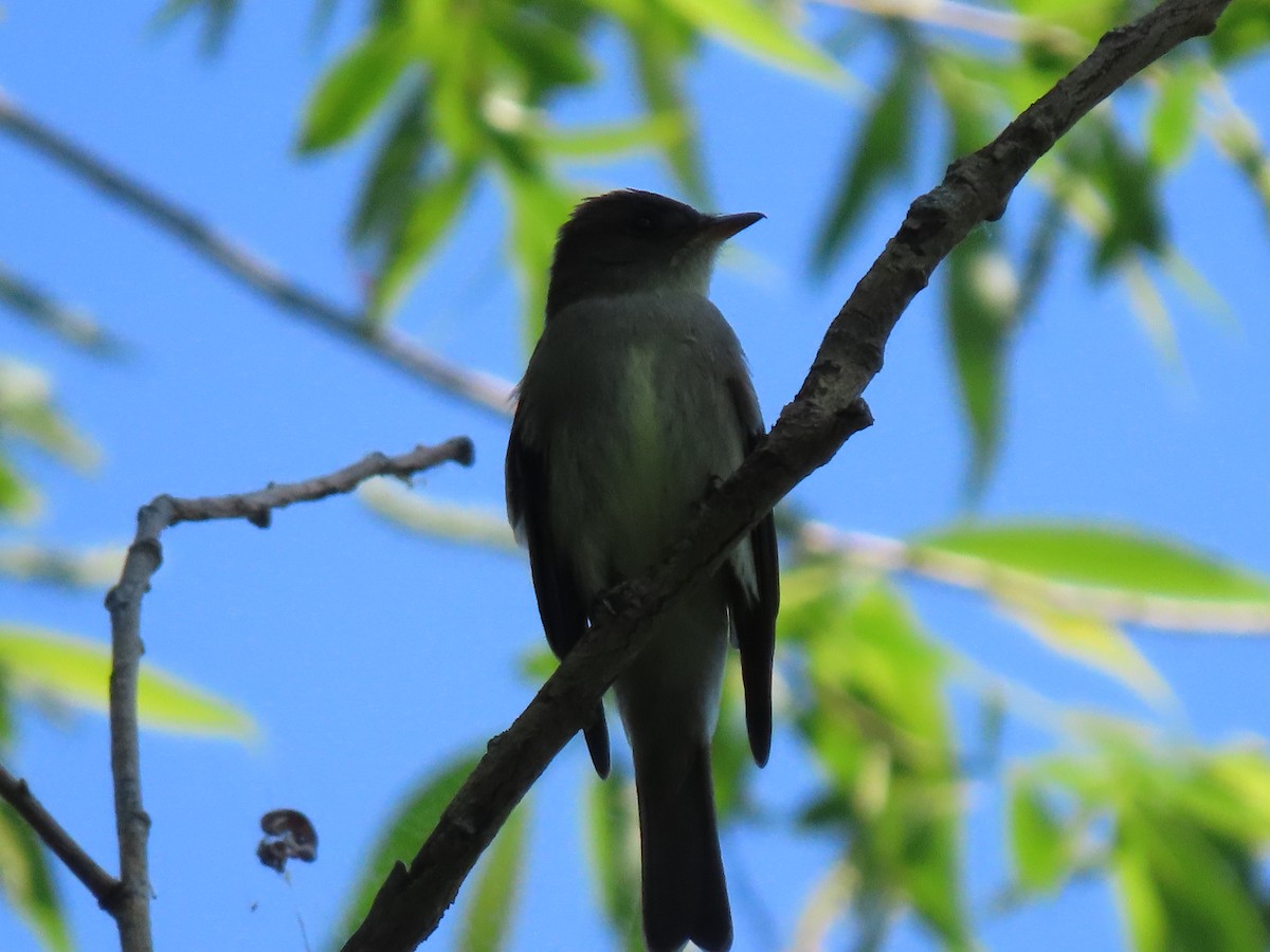 Olive-sided Flycatcher - ML619464828