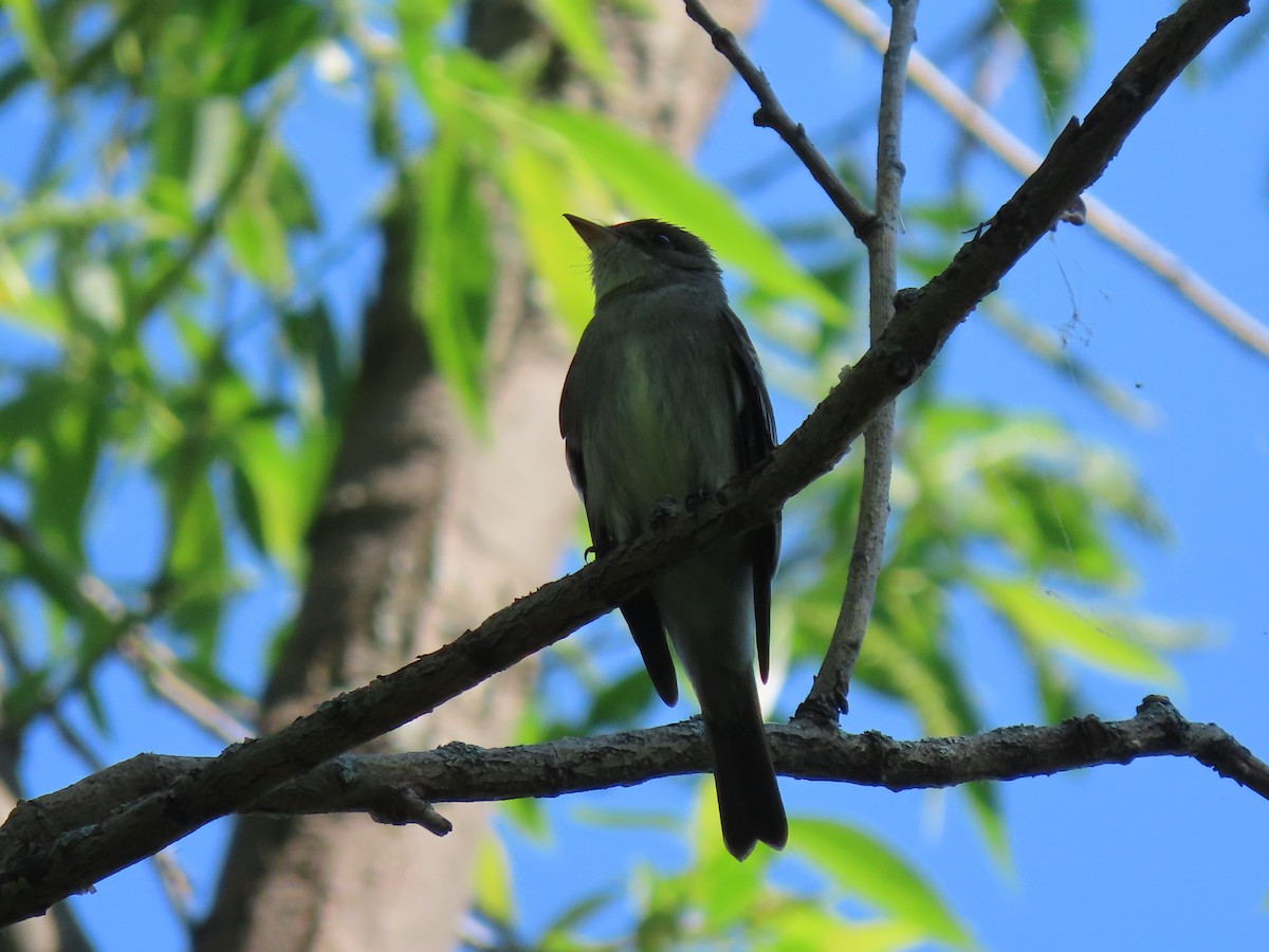 Olive-sided Flycatcher - Ann McMican