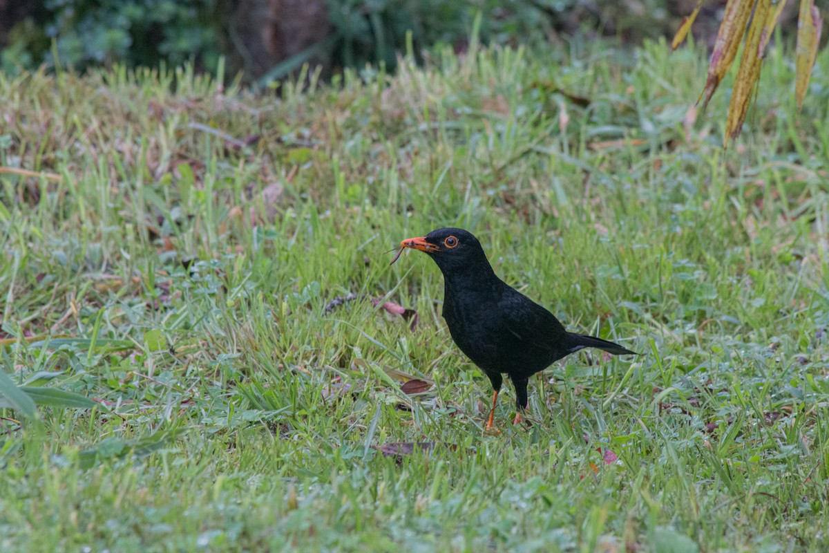 Great Thrush - Nancy Davis