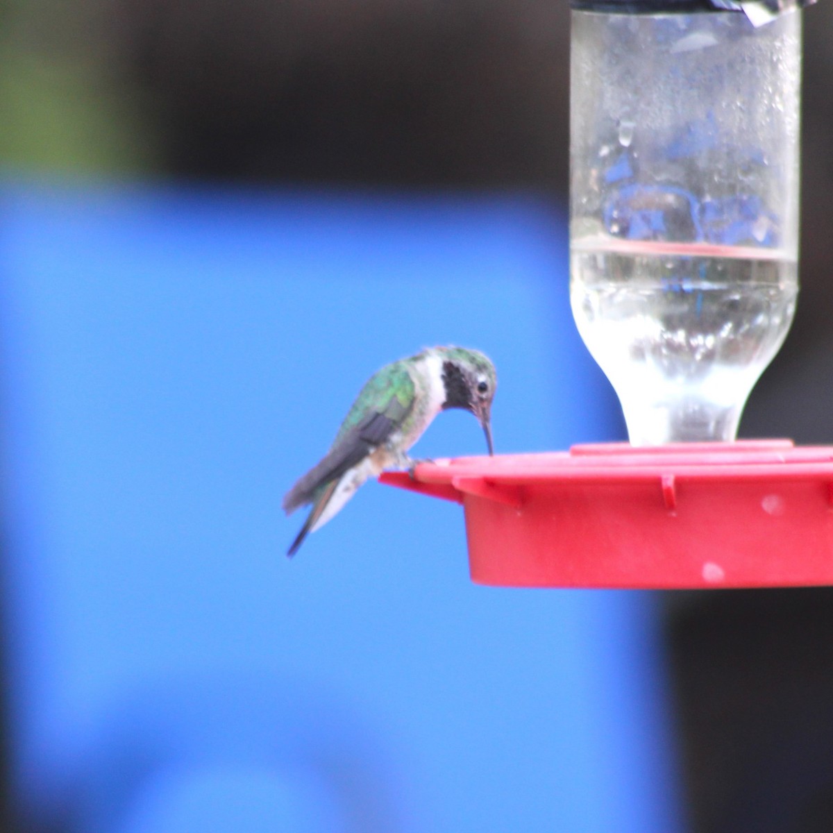 Broad-tailed Hummingbird - Marsha Painter