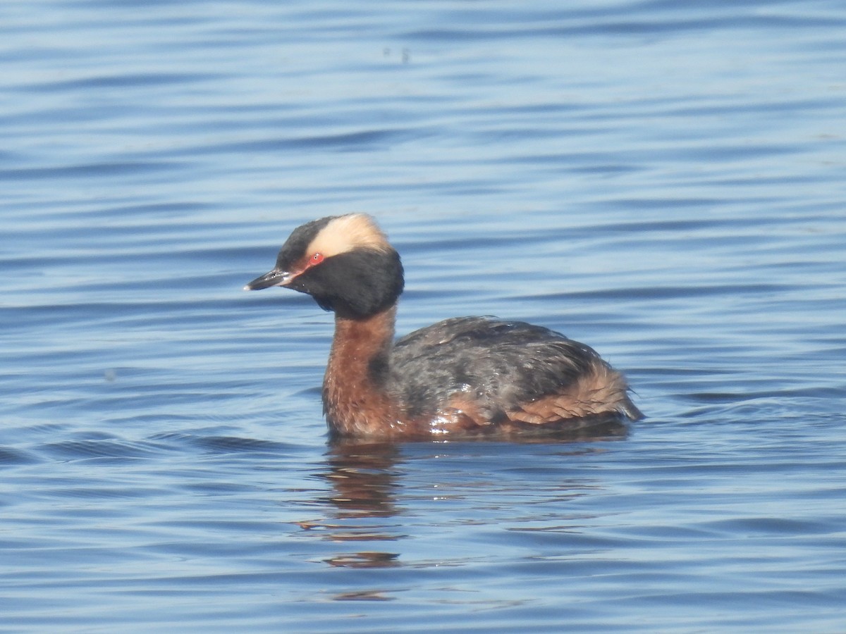 Horned Grebe - Cindy Leffelman