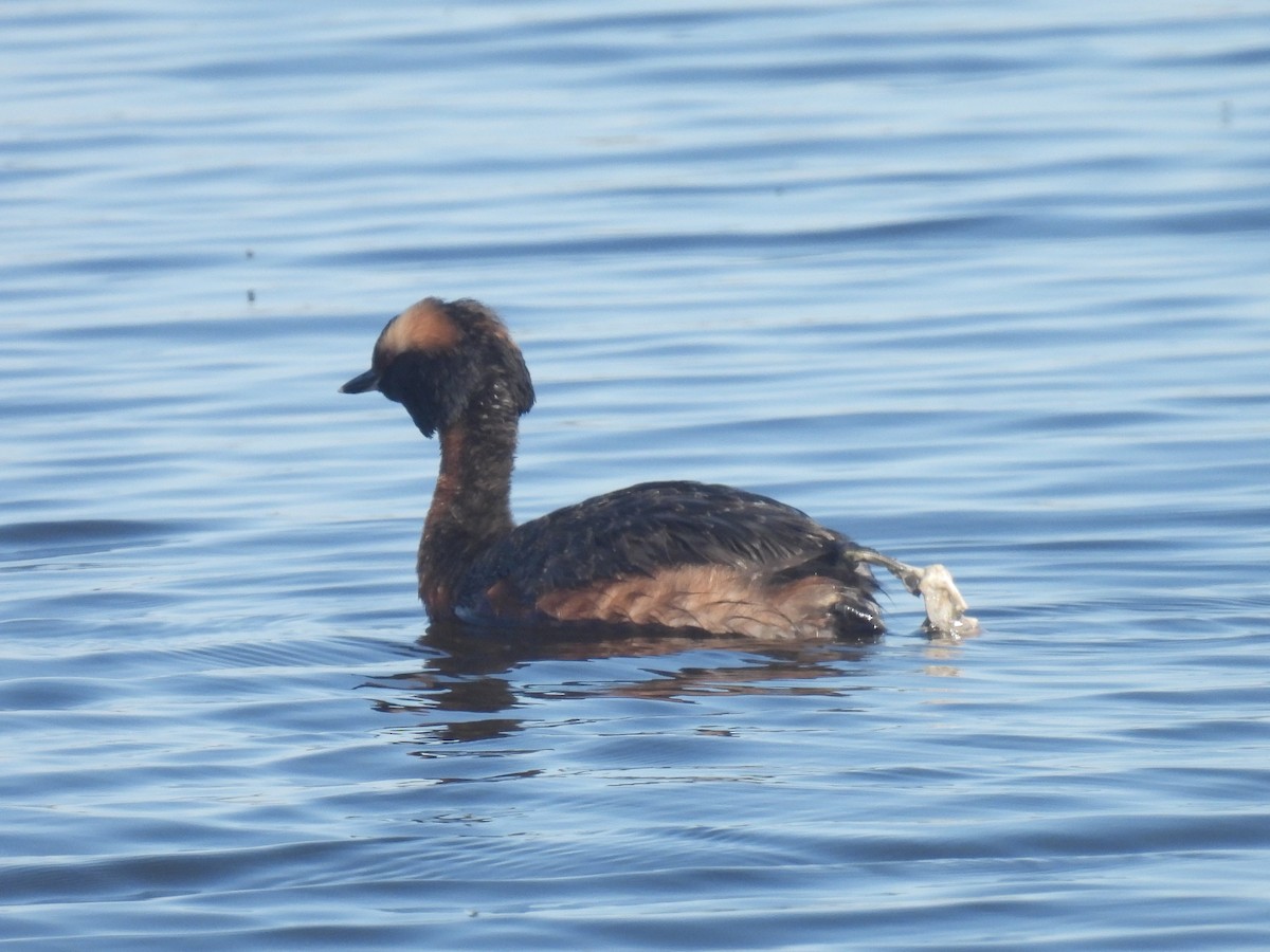 Horned Grebe - Cindy Leffelman