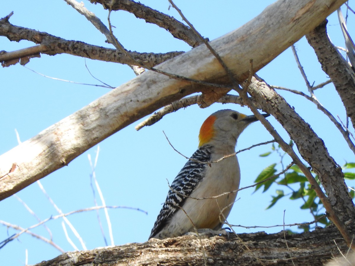 Golden-fronted Woodpecker - ML619464857