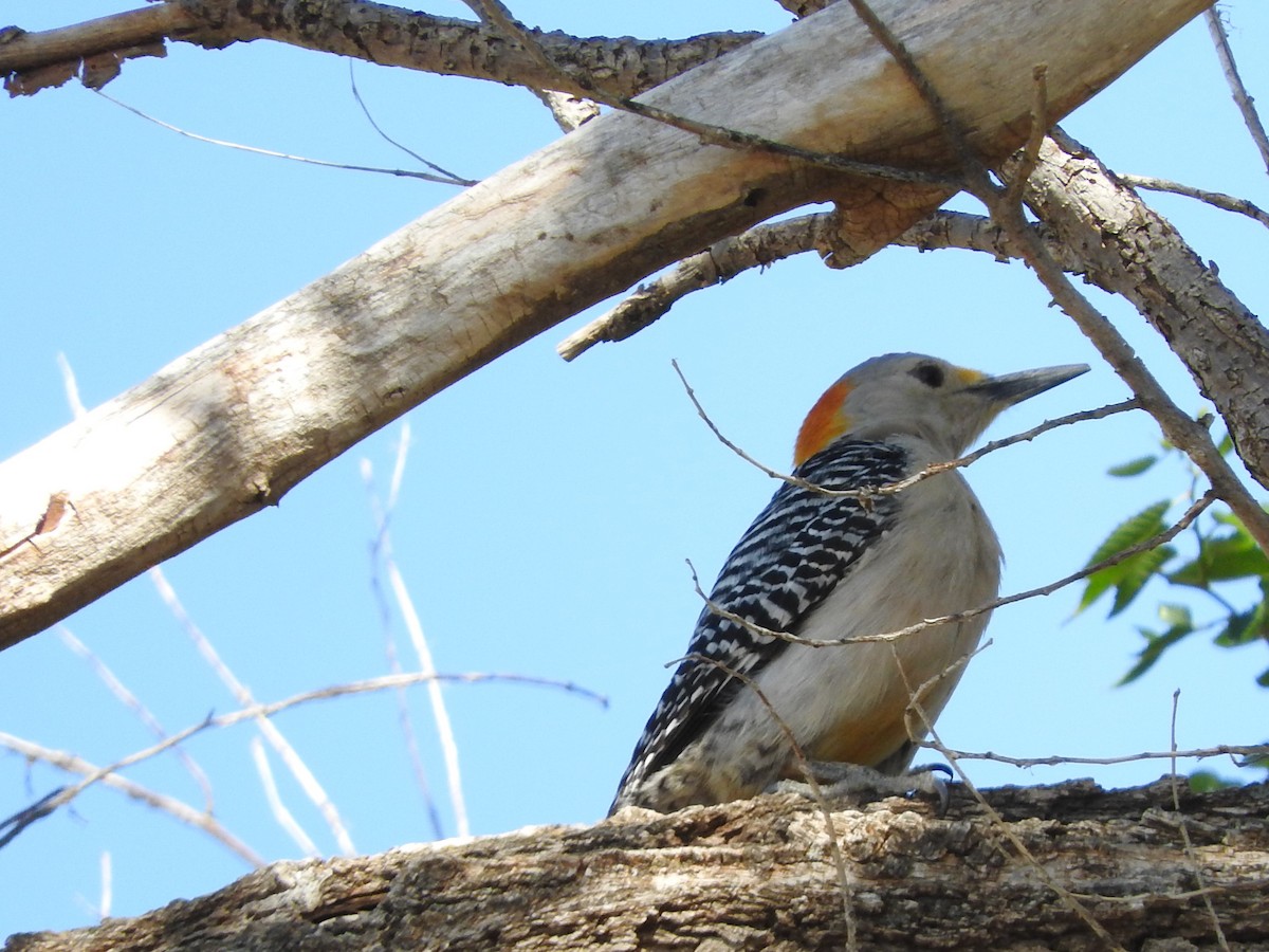 Golden-fronted Woodpecker - ML619464860