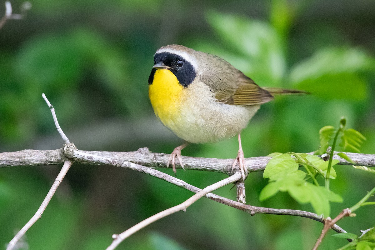 Common Yellowthroat - Cameron Johnson