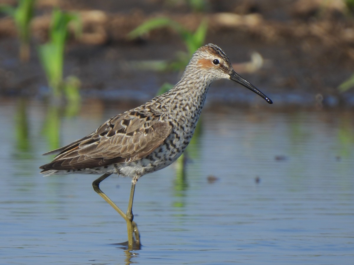 Stilt Sandpiper - Andrew Whetten