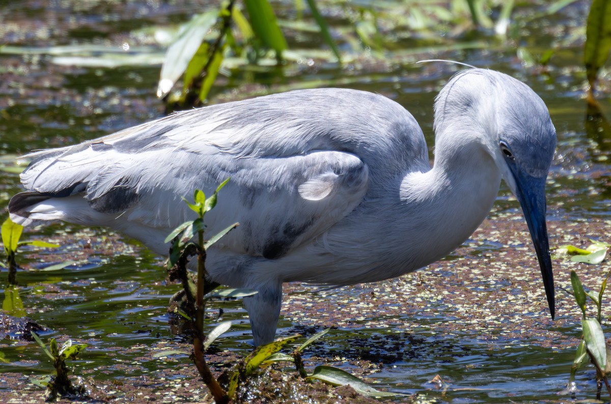 Little Blue Heron - Daniel Griffith