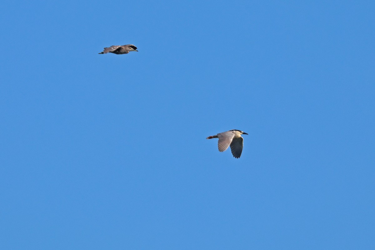 Black-crowned Night Heron - Corey Finger