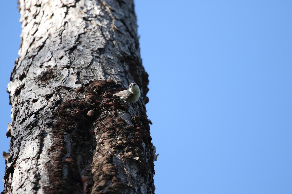 Brown-headed Nuthatch - Andres Leon-Reyes