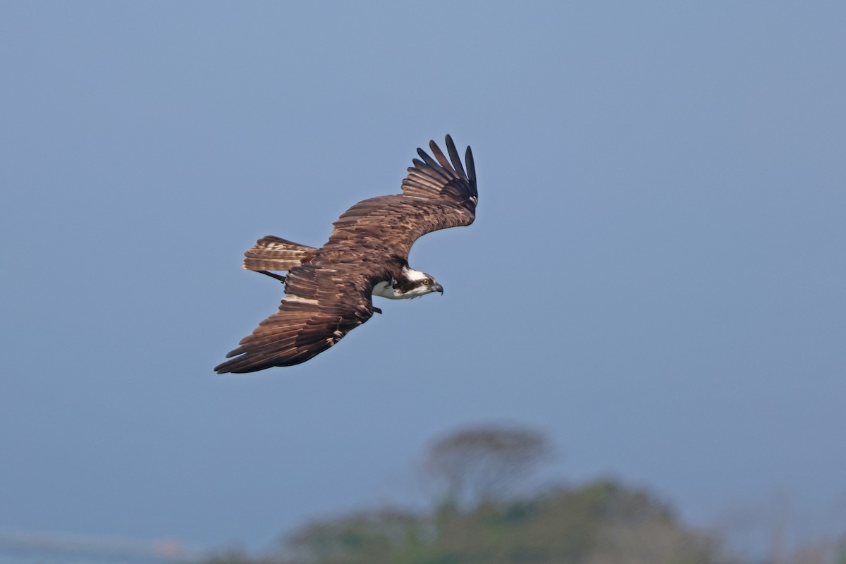 Osprey - Corey Finger