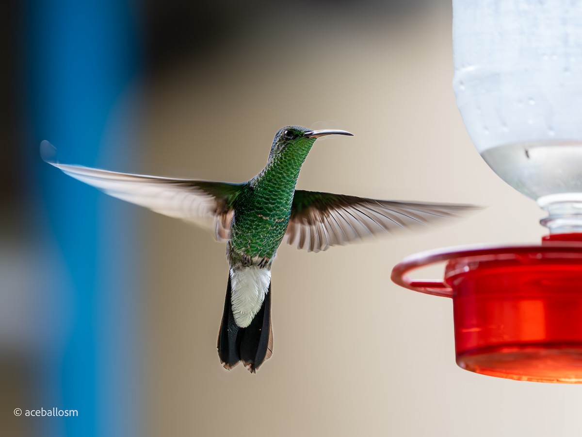 White-vented Plumeleteer - Alejandro Ceballos