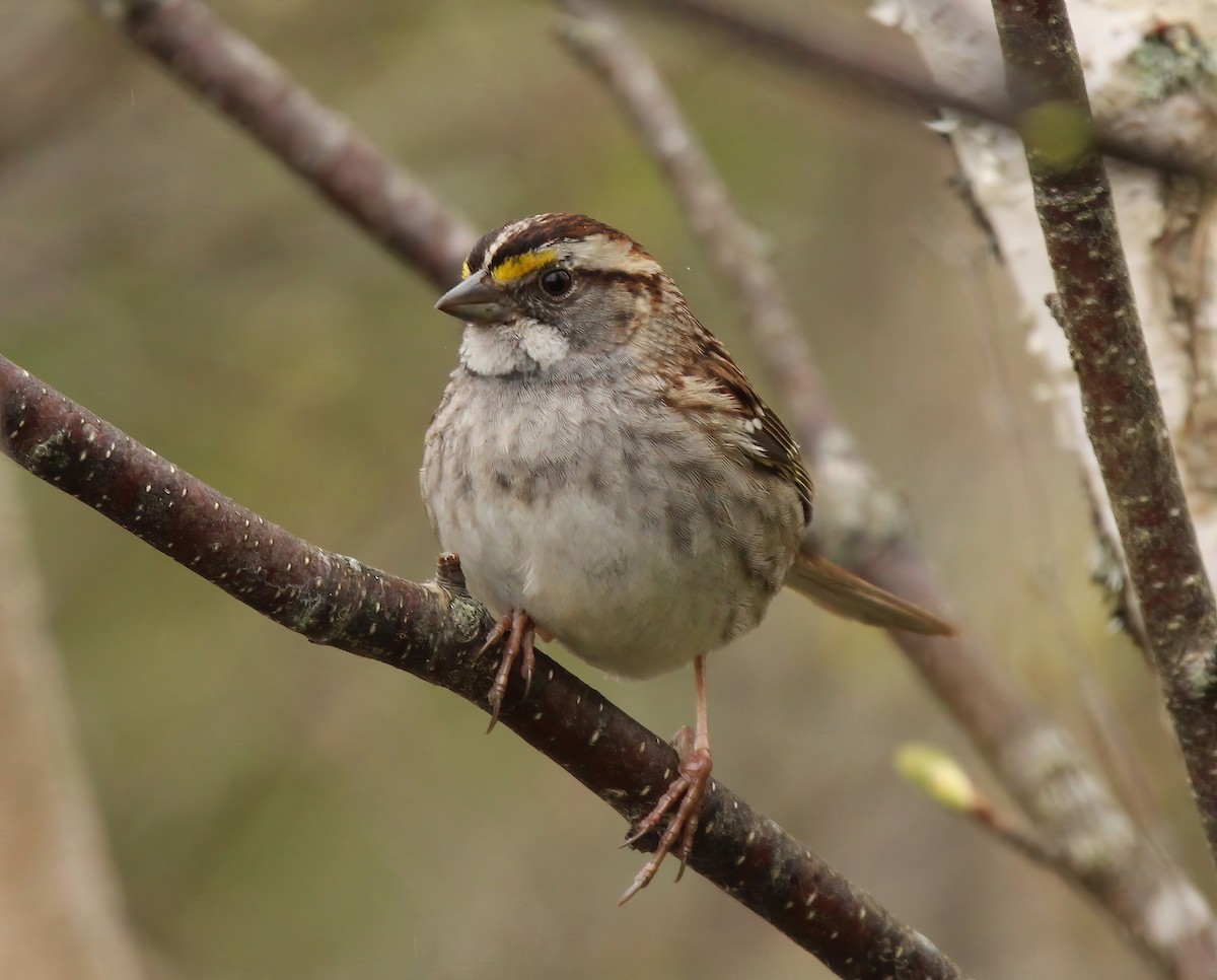 White-throated Sparrow - Ronnie Van Dommelen