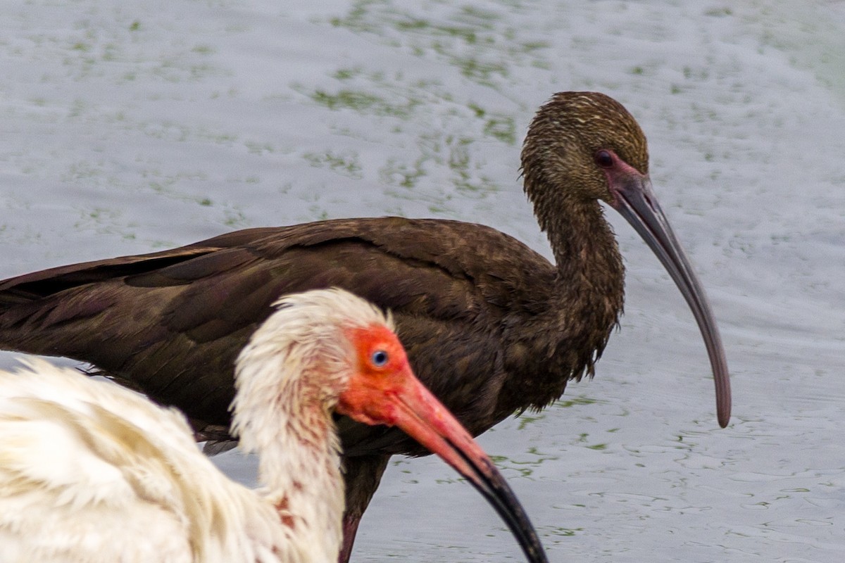 White-faced Ibis - Nate Palmer