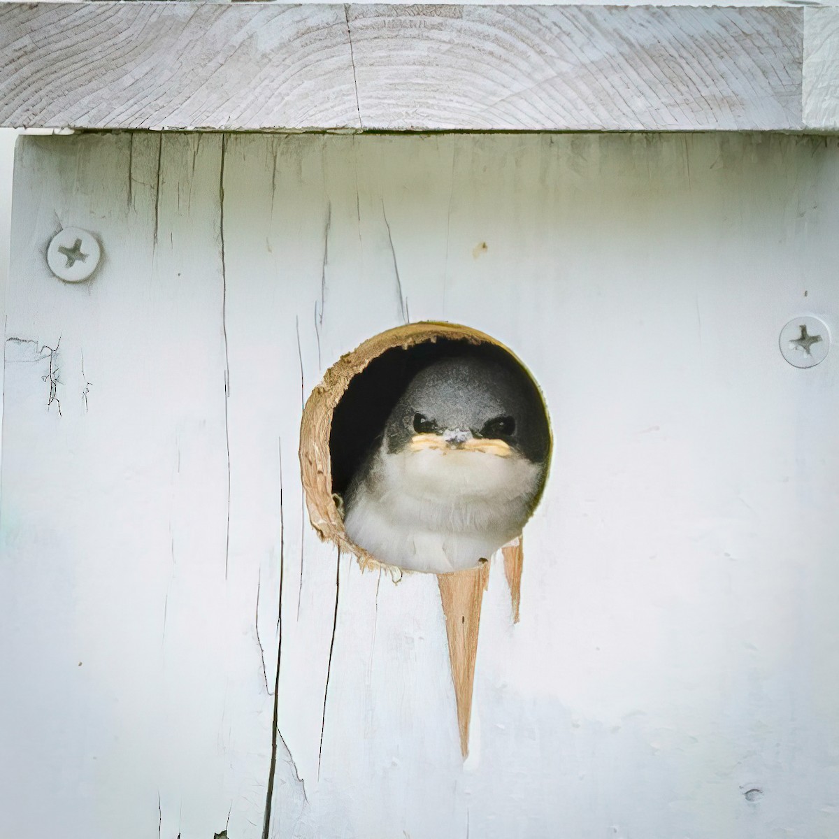 Tree Swallow - Serena Hayden