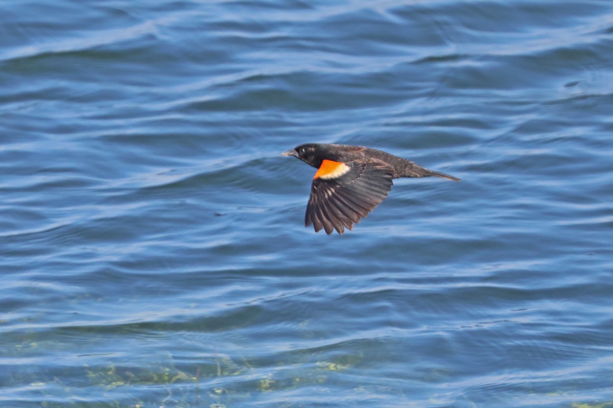 Red-winged Blackbird - Corey Finger